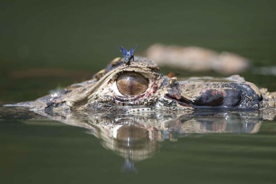 Tambopata National Reserve 4 Days - Rustic Fishing Adventure