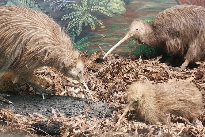 Tauranga Shore Excursion: Waitomo Caves and The Kiwi House - Accessibility Information
