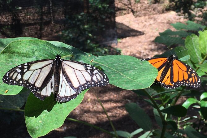 The Maui Butterfly Farm Tour! - Accessibility Information