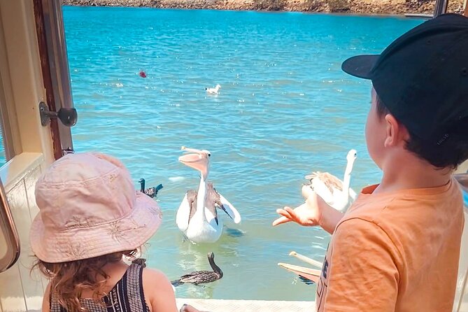 The Original 1-Hour Mooloolaba Canal Cruise - Fish Feeding Experience