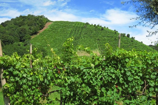 The Original Private Prosecco Tour All Inclusive From Conegliano - Prosecco Production Insights