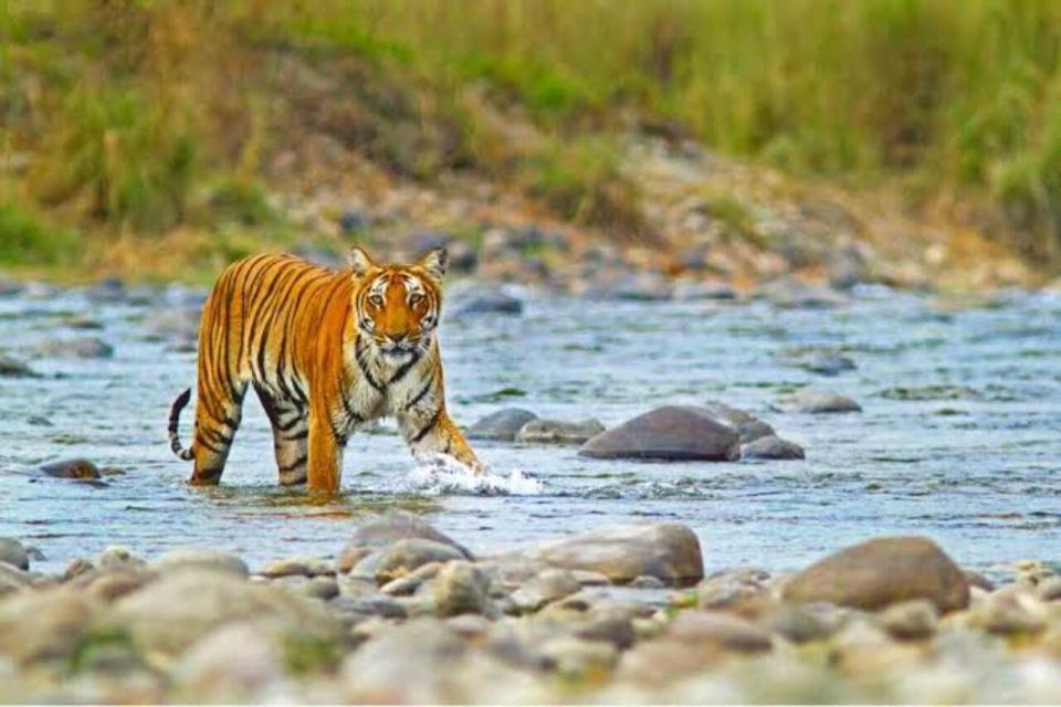 Three Days Jim Corbett National Park Tour - Accommodation Information