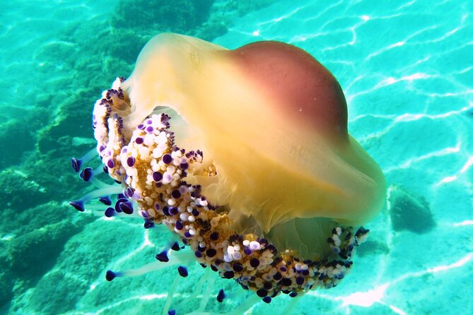Tour in Rubber Dinghy and Snorkeling in the Protected Marine Area of Tavolara - Safety and Guidelines