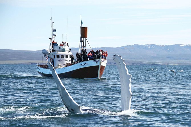 Traditional Whale Watching Tour From Húsavík - Included in the Tour