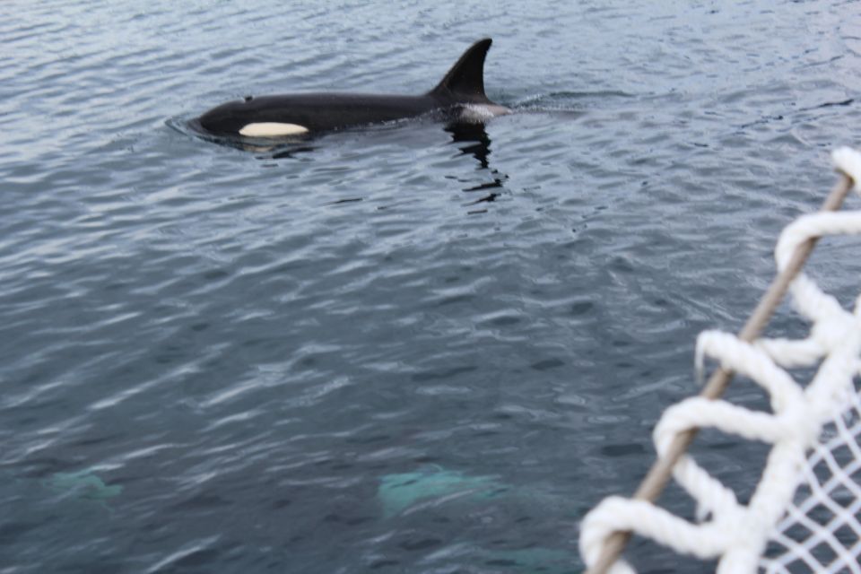Tromsø 3-Days Whale Watching, Northern Lights & Dog Sledding - Booking Details