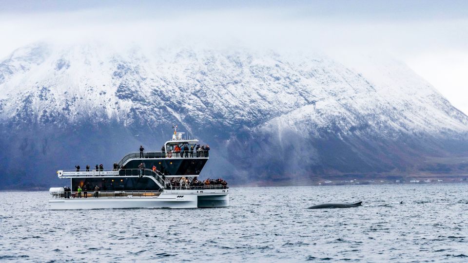 Tromsø: Whale Watching Tour by Hybrid-Electric Catamaran - Whale Species Encountered