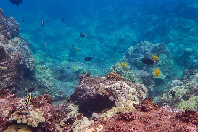 Turtle Town Clear Kayak & Snorkel Tour (7am-10am) - Tips for a Great Experience