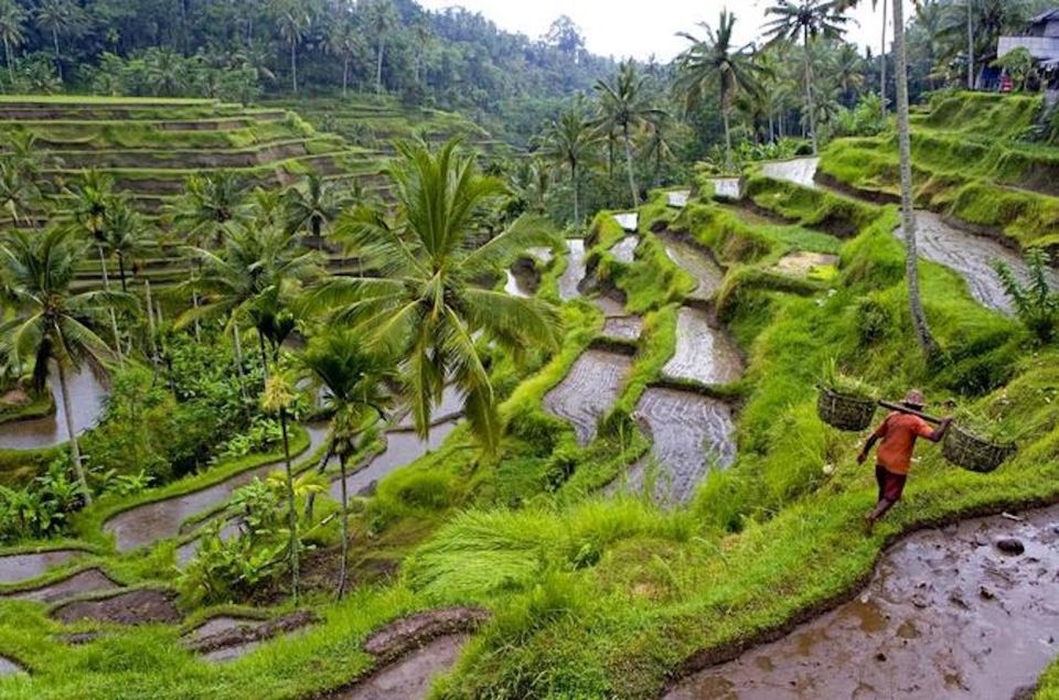 Ubud & Canggu: Rice Terrace, Waterfall & Black Sand Beach - Booking and Cancellation Details