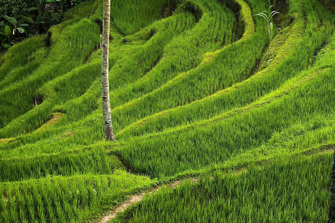 Ubud Cultural Day Tour: A Day for Balinese Cultural Experience - Recommendations for Travelers