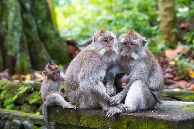Ubud Highlight Private: Tegalalang & Holy Water Temple - Customer Reviews