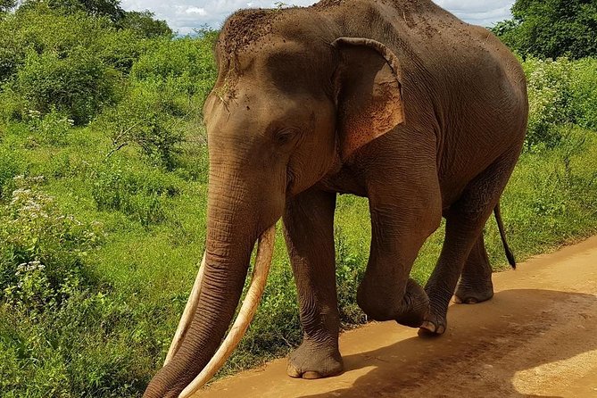 Udawalawa National Park Half Day Safari - Booking Process