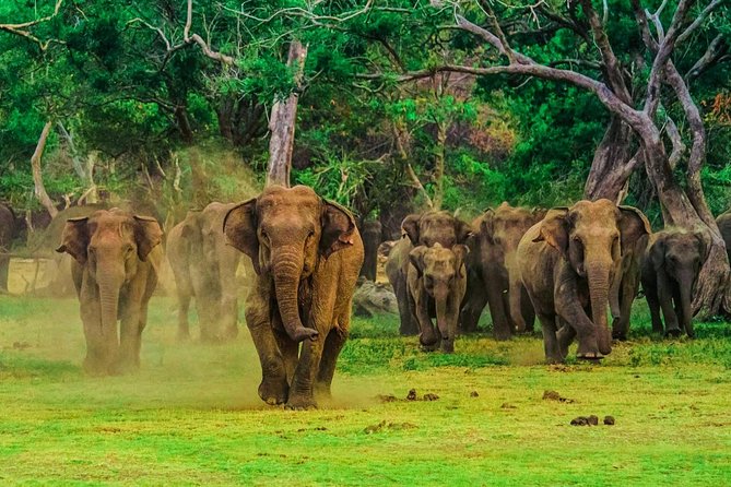 Udawalawa Safari Drive From Galle, Weligama, Mirissa & Dickwella - Reviews and Customer Experiences