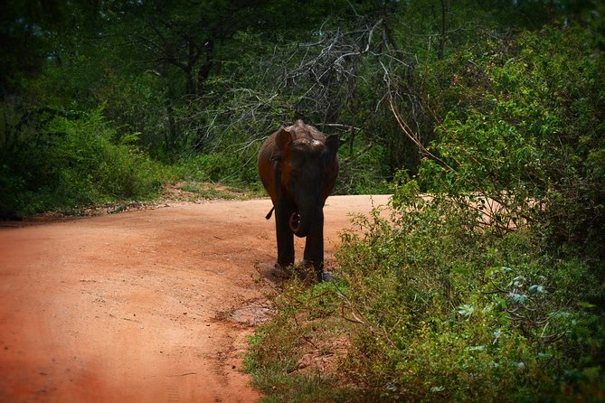 Udawalawe National Park | 3 Hours Safari Tour (Jeep Only) - Booking and Cancellation Policy