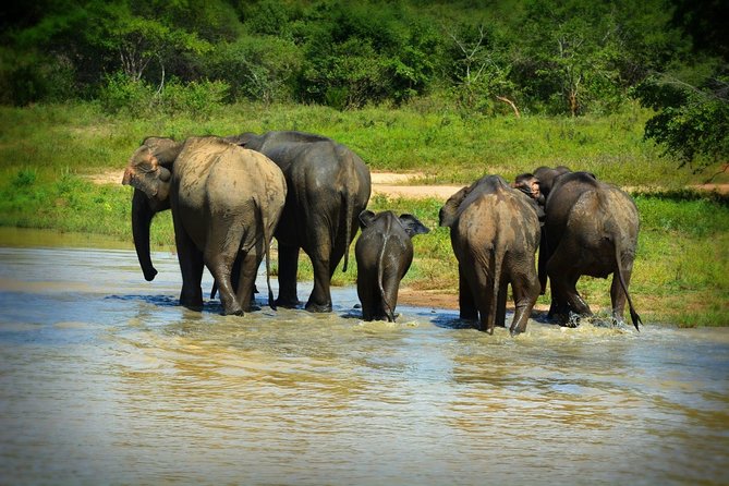 Udawalawe National Park | 4 Hours Safari Tour - Tour Duration