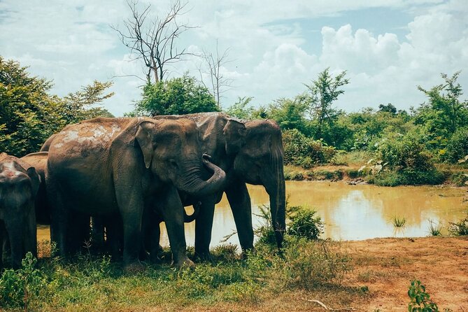 Udawalawe National Park | Private Safari - Park Highlights