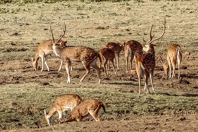 Udawalawe National Park Safari From Mirissa - Recommendations for Travelers