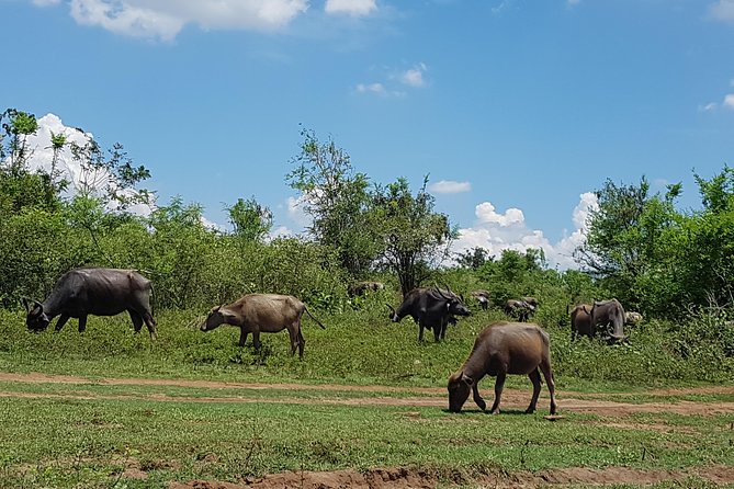 Udawalawe National Park Safari Trip From Galle/Mirissa/Ella - Wildlife Spotting Opportunities