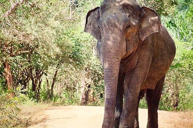 Udawalawe National Park Safari With Private Driver-Jeep and Enter Ticket - Important Travel Information
