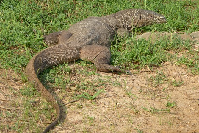 Udawalawe Safari Private Day Trip From Bentota and Kalutara Areas - Customer Reviews and Ratings