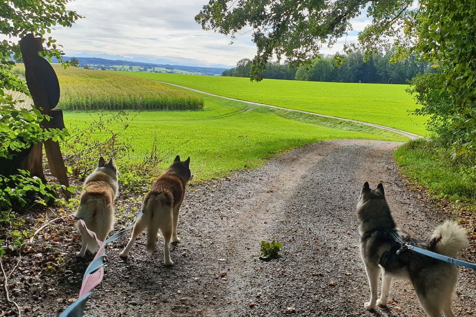 Underallgäu: Wiedergeltingen Guided Hike With Huskies - Cancellation Policy