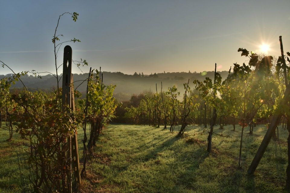 Valpolicella: 1.5-Hour Guided Winery Tour With Wine Tasting - Location and Accessibility