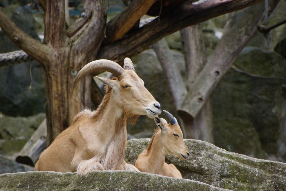 Vienna: Zoo With Private Flexible Transfers and Tickets - Unique Animal Species