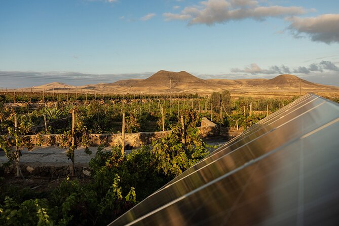 Vineyard Tour With Wine Tasting and Local Products - Booking Information