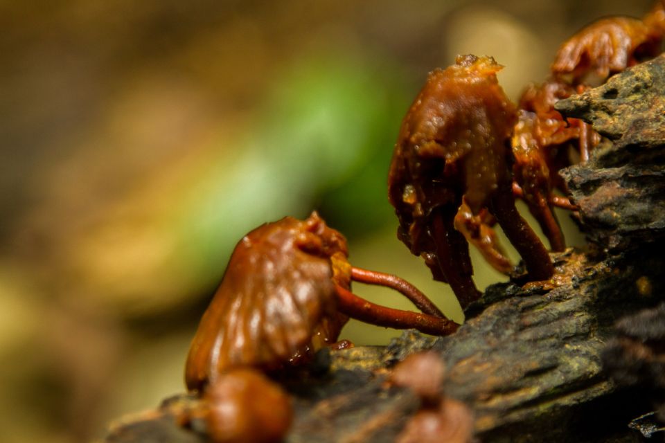 Visit Cuc Phuong National Park: Day Trip From Ha Noi - Preparation and What to Bring