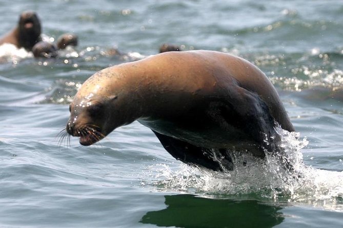 Visit the Sea Lions in Palomino Islands, in Lima Peru - Booking and Cancellation Policy