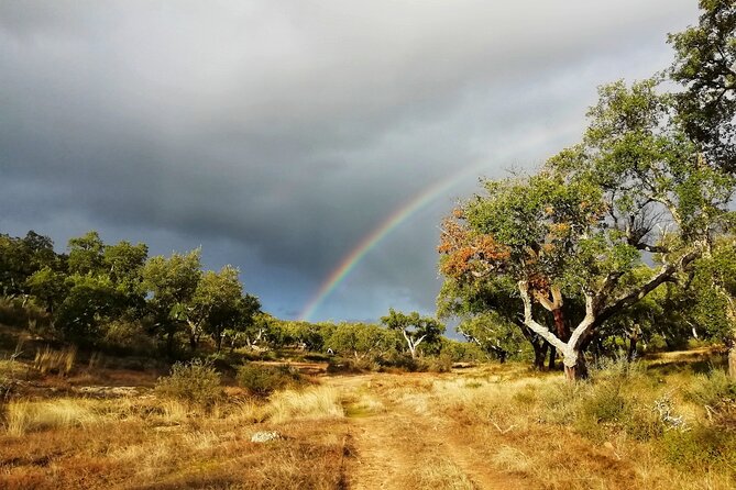 Walk on the Alentejo Cork Forest With Optional Lunch - Tips for a Great Visit
