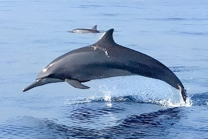 Watching Dolphin Tour at Lovina Beach - Additional Activities Post-Tour