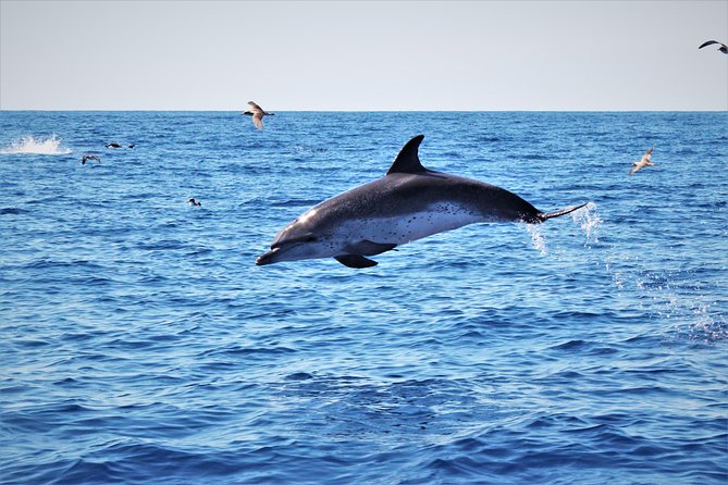 Whale and Dolphin Watching on Tercera Island - Tips for a Great Experience