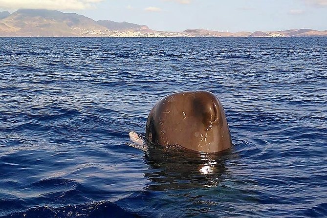 Whale and Dolphin Watching Tour - Funchal - Inclusions and Safety Gear