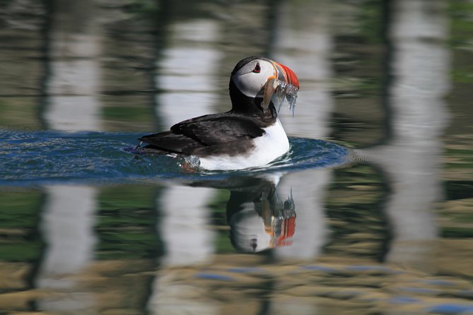 Whale Safari and Puffins RIB Boat Tour From Húsavík - Whale and Dolphin Sightings