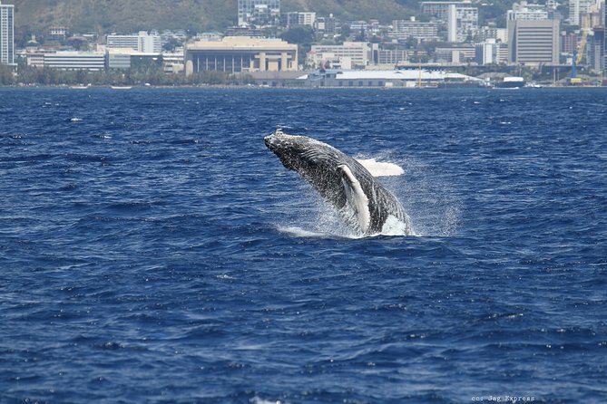 Whale Watch Cruise Aboard The Majestic by Atlantis Cruises - Pricing Information