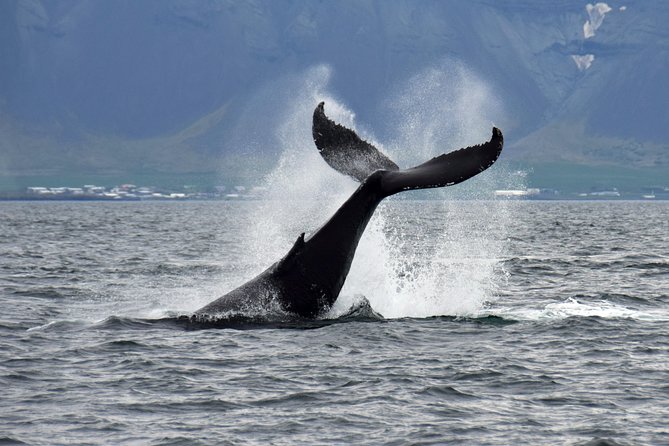 Whale-Watching Boat Tour With Expert Guide From Reykjavik - Traveler Reviews