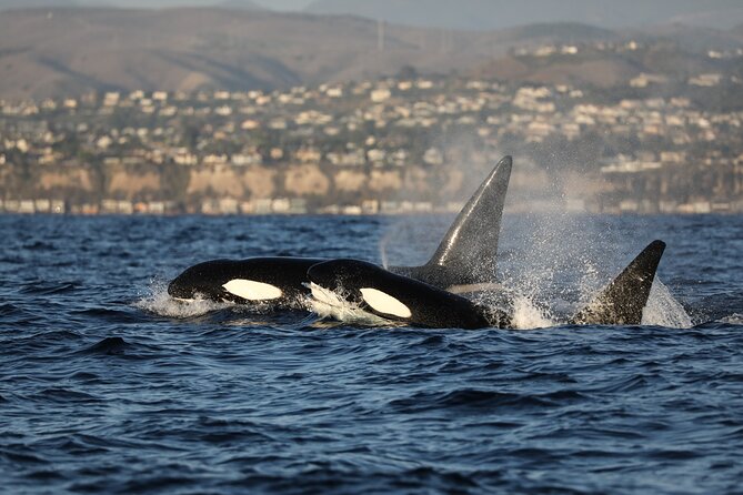 Whale-Watching Cruise From Newport Beach - Tips for a Successful Trip