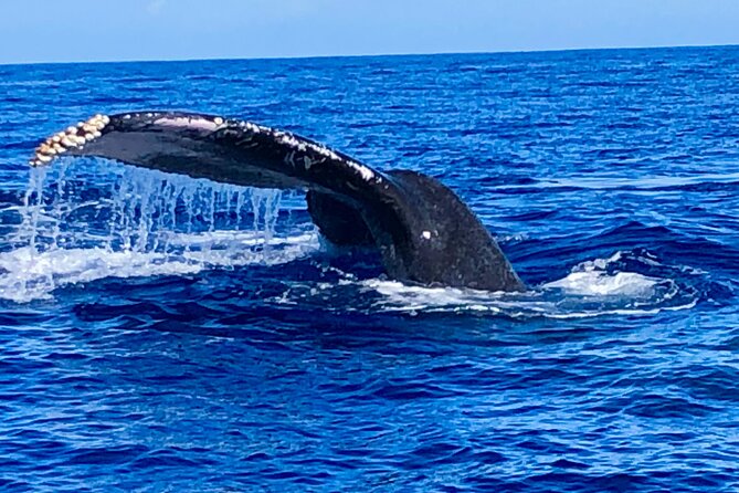 Whale Watching & Late Breakfast Cruise in Honolulu - What to Bring