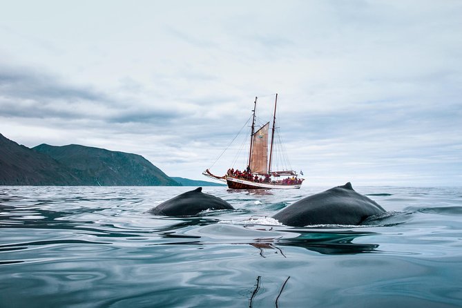 Whale Watching on a Traditional Oak Sailing Ship From Husavik - Meeting and Departure Information