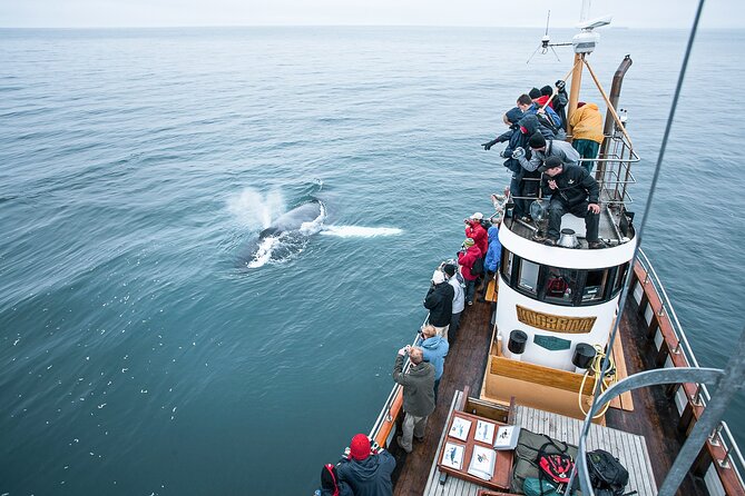Whale Watching on Board a Traditional Oak Boat From Árkógssandur - Explore Eyjafjörður Fjord