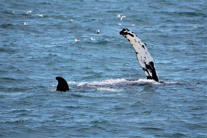 Whale Watching Tour With Professional Guide From Reykjavik - Sightings and Conditions