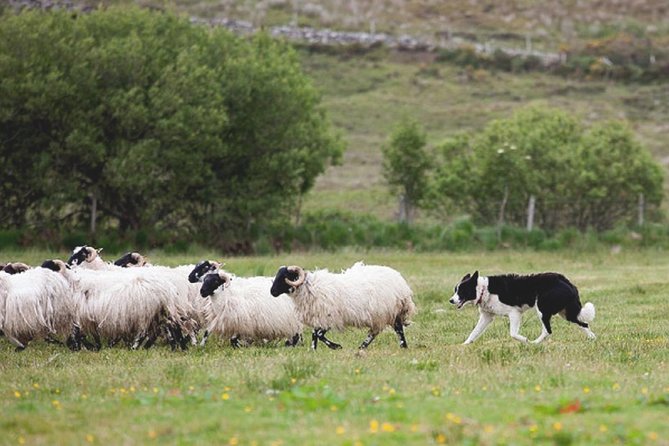 Wicklow & Glendalough Day Tour With Sheepdog Demo From Dublin - Comfortable Transportation and Convenient Pickup