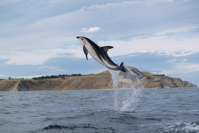 Wildlife Sea Kayaking Tour - Kaikoura - Customer Experiences