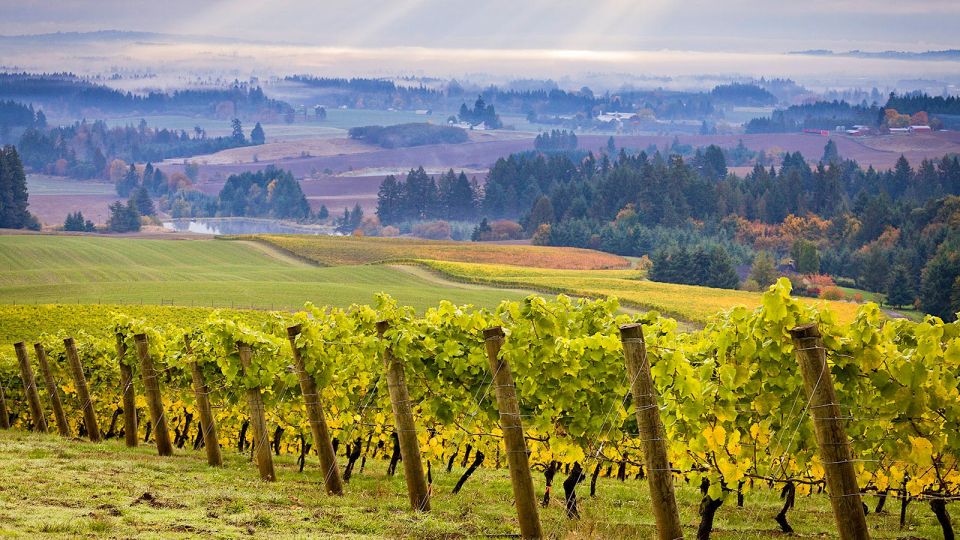 Willamette Valley Wine Tour: a Journey for the Senses - Grasping Oregons Wine Culture