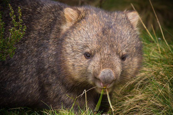 Wilsons Promontory Day Trip From Melbourne - Traveler Experiences and Feedback