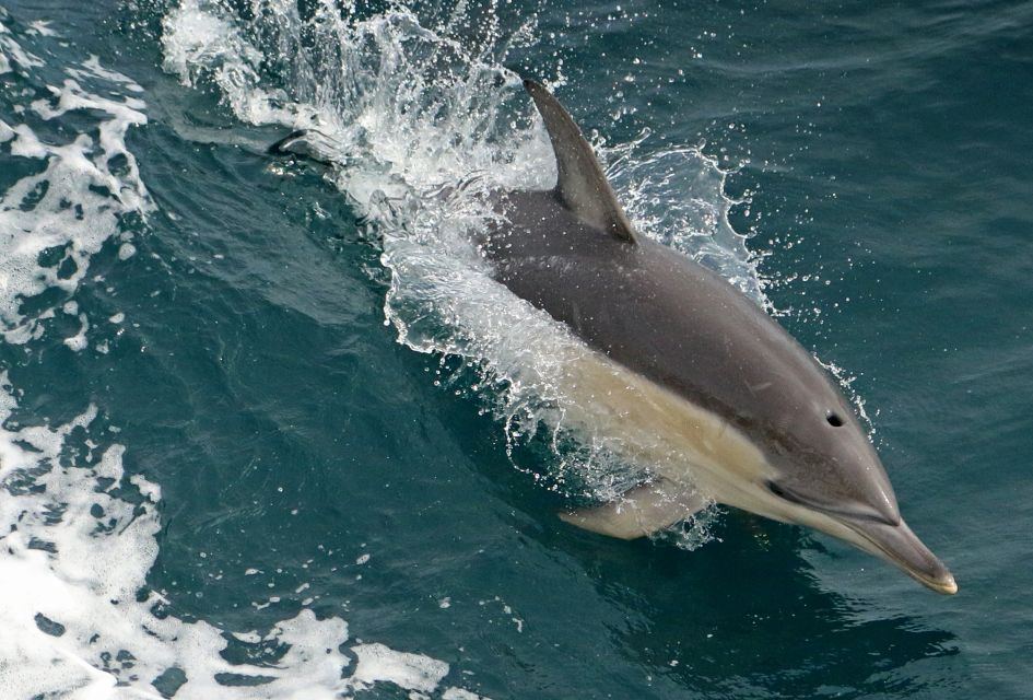 Wilsons Promontory: Whale Spotting Cruise With Lunch - Booking Details