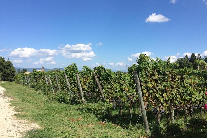 Wine Tasting and Winery Tour - Guest Reviews and Feedback