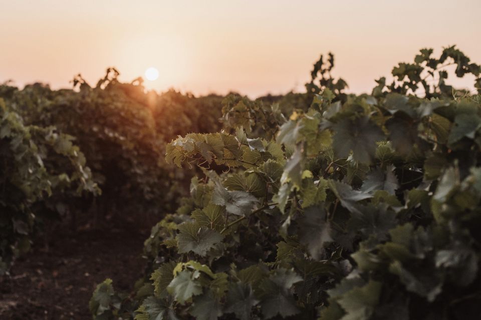Winery Tour and Tasting of Sicilian Organic Wines in Marsala - Wine Tasting Experience