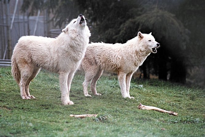 Wolf Experience - Visitor Reviews and Feedback
