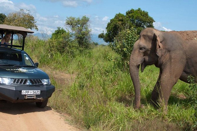Yala Full Day Leopard Safari Tour With Picnic Lunch - Pricing and Group Size Options